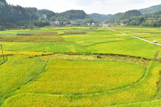 田園美麗水稻