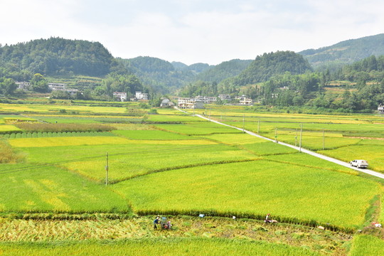 田園美麗水稻