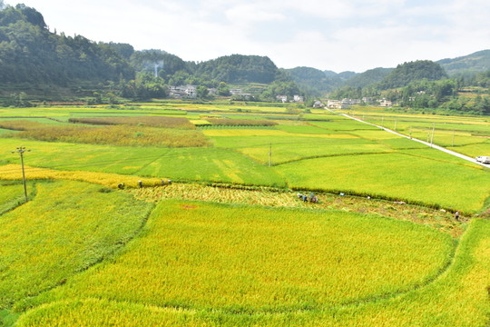田園水稻