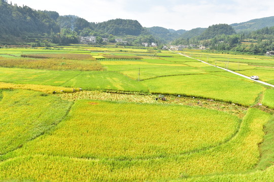 水稻田園