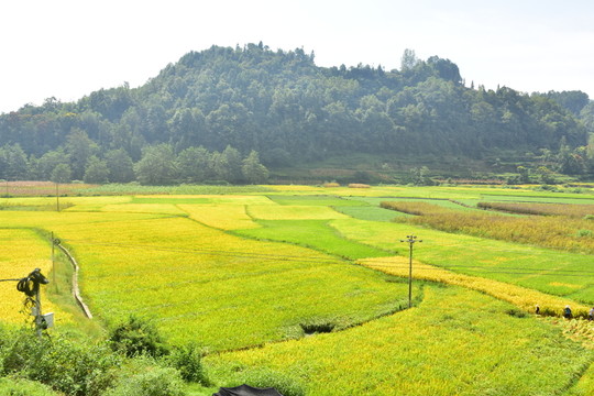 稻田
