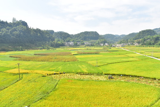 稻田