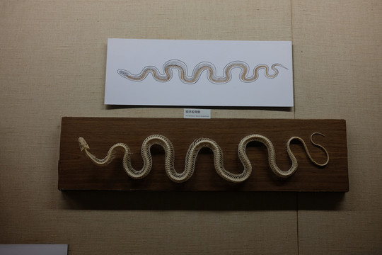 銀環(huán)蛇骨骼