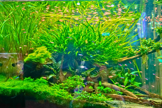 魚缸背景圖 魚缸造景 高清大圖