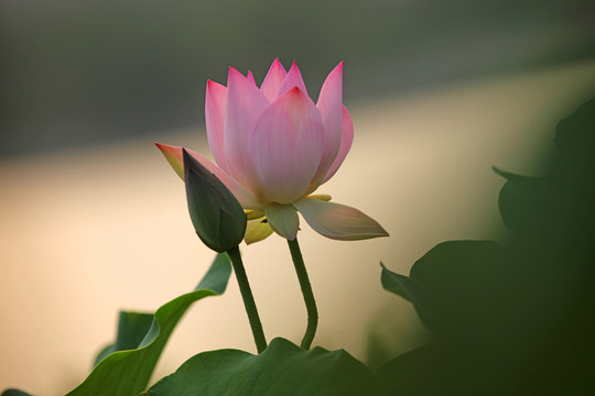 夢幻荷花