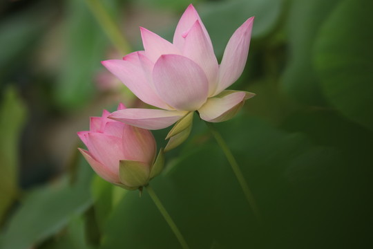 夢(mèng)幻荷花