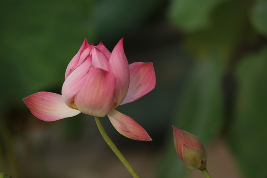 夢幻荷花
