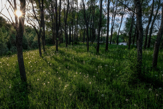 陽光 樹林 草坪