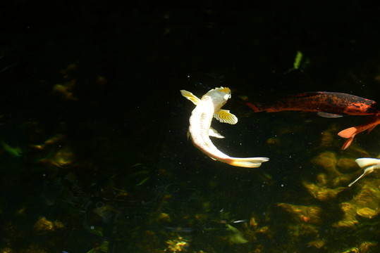 錦鯉