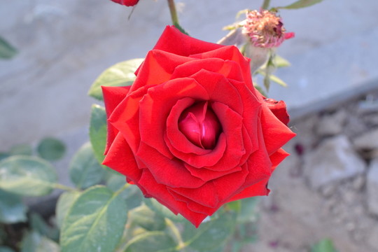 玫瑰花開