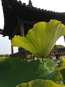 荷葉