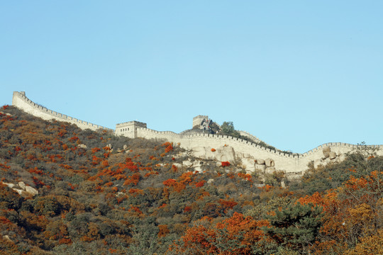 八達(dá)嶺紅葉