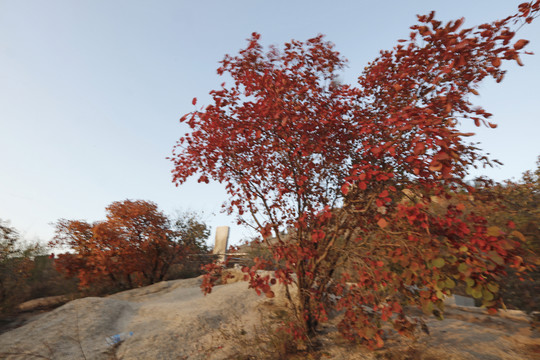 八達(dá)嶺紅葉