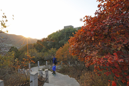 八達嶺紅葉