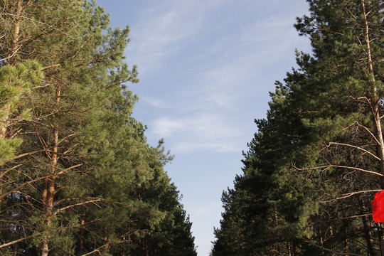 春天 綠樹 藍天 嫩芽 松樹