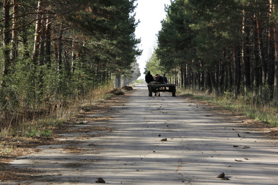 歸途 回家 林蔭道 暮歸 馬車
