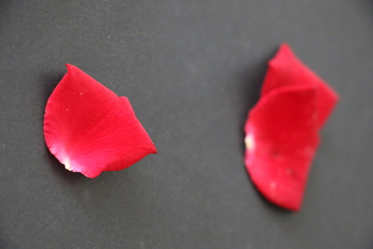 玫瑰花瓣