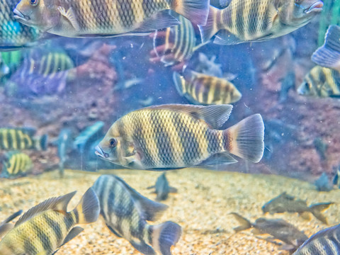 斑馬魚 海底世界