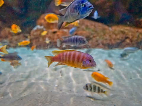 三湖魚
