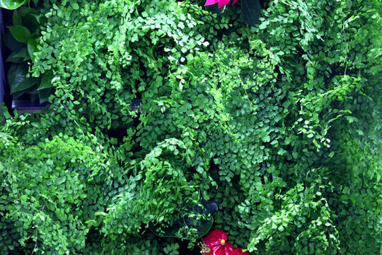 仿真綠植墻