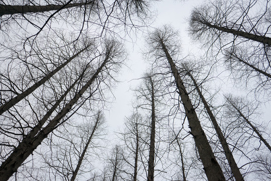 枯樹枝 枯樹線條枯樹枝 枯樹線
