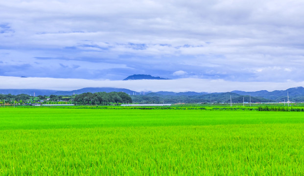 稻田