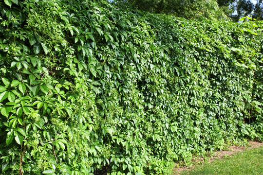 植物園 哈爾濱 太陽(yáng)島 公園
