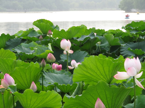 龍湖荷韻