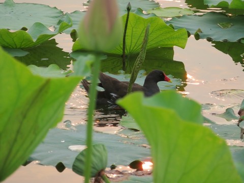 池塘荷葉下水鳥