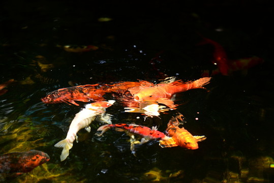 錦鯉