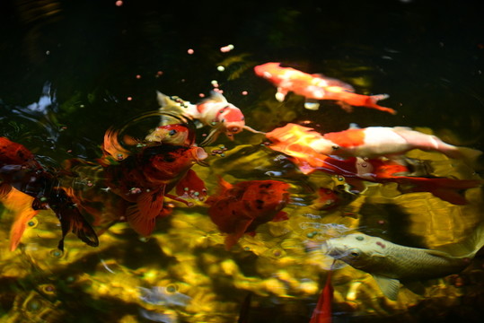 錦鯉戲水