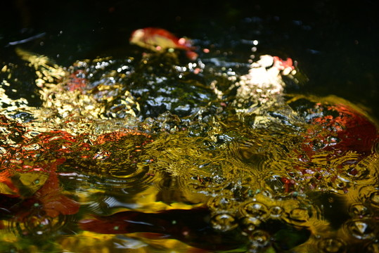錦鯉戲水