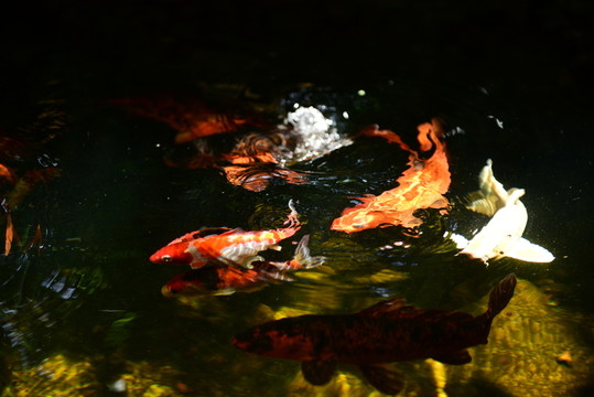 錦鯉戲水