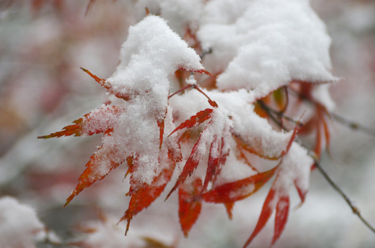 瑯琊楓雪