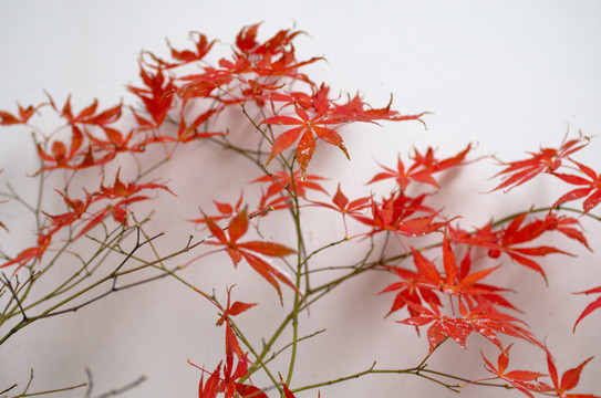 紅楓