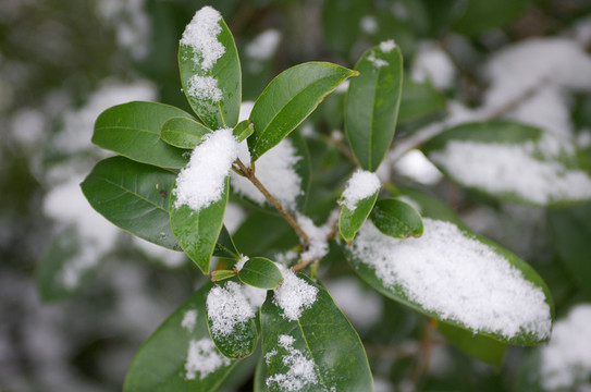 雪后桂樹(shù)枝