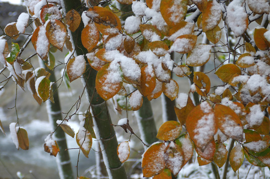 溪邊霜葉雪中紅