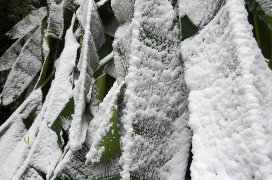 雪中芭蕉葉