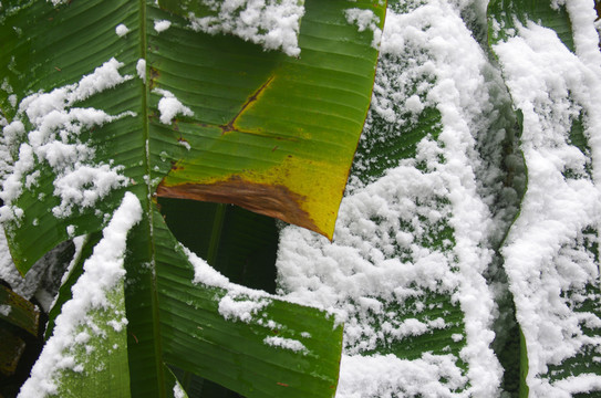 雪中芭蕉葉