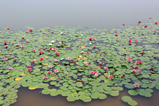 湖中睡蓮