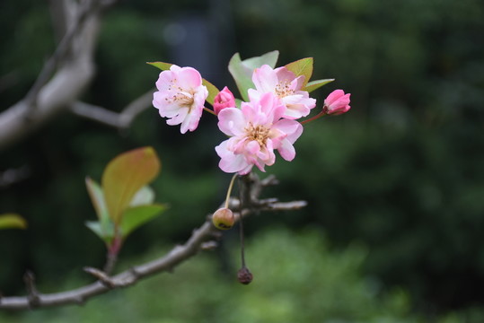 秋天海棠花