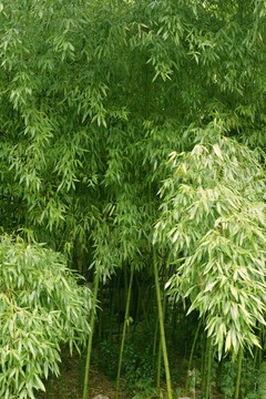 竹子 竹林