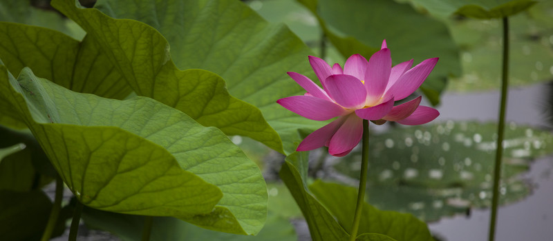 荷花