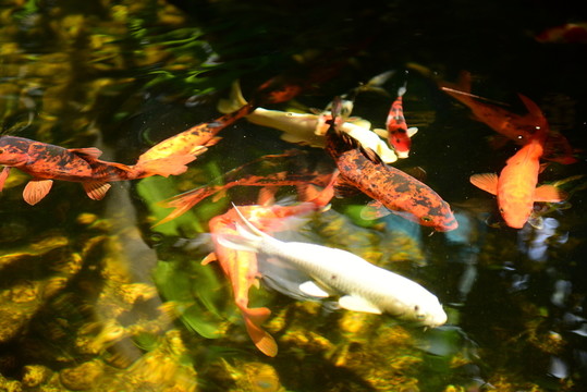 錦鯉戲水