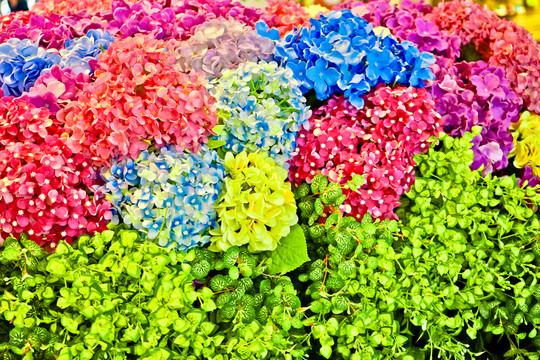 鮮花墻