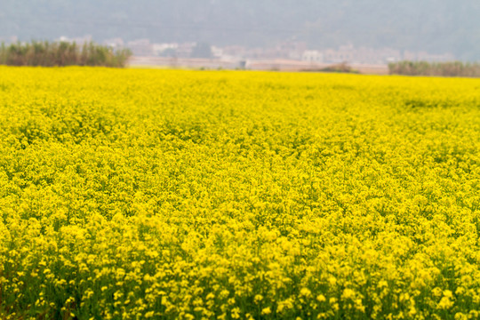 廣西上林 油菜花