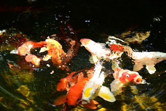 鯉魚戲水