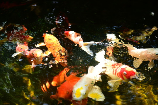 鯉魚戲水