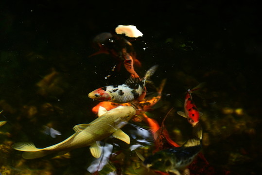 錦鯉戲水