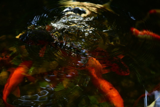 錦鯉戲水